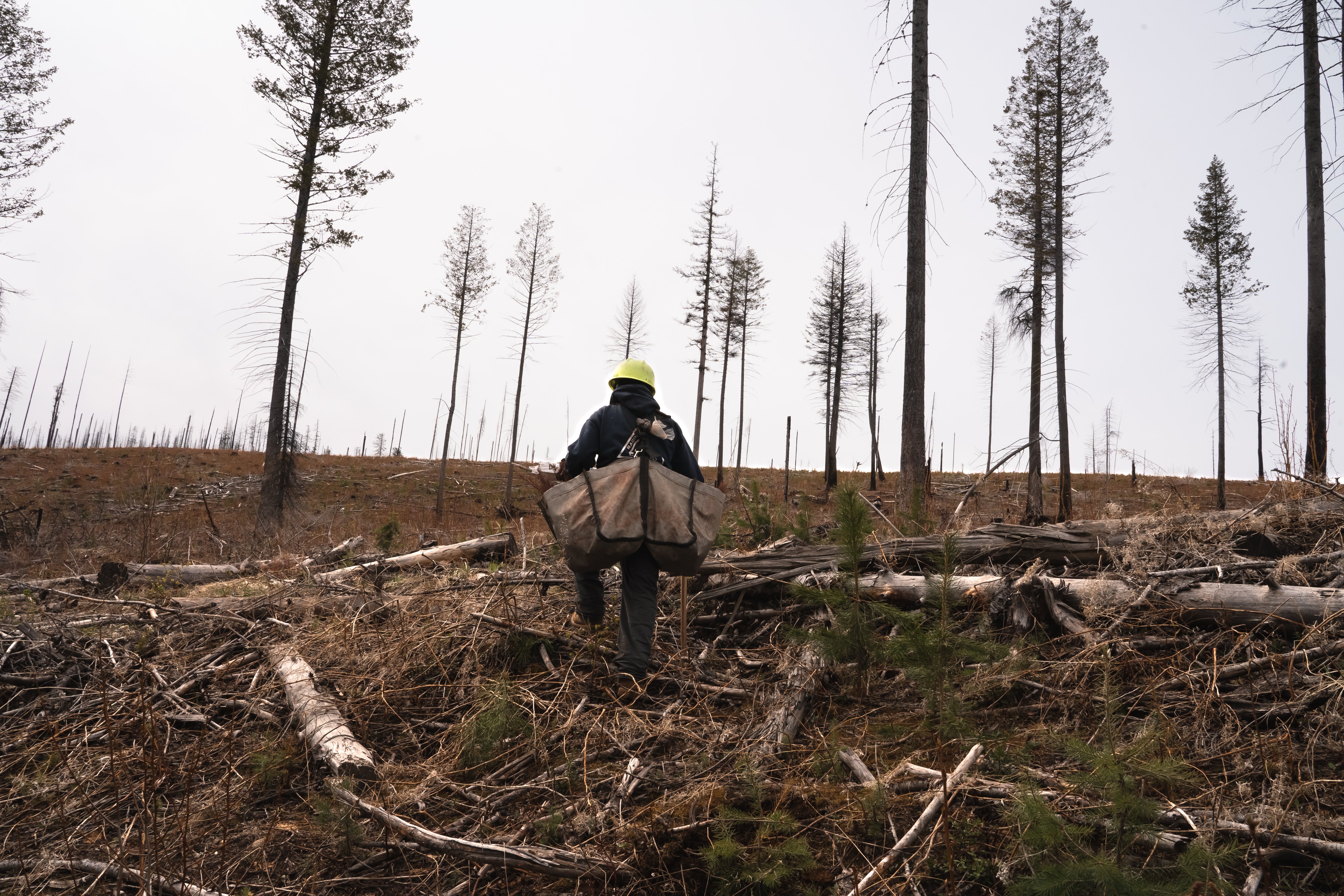 Planter on project site - Mast Reforestation (1)